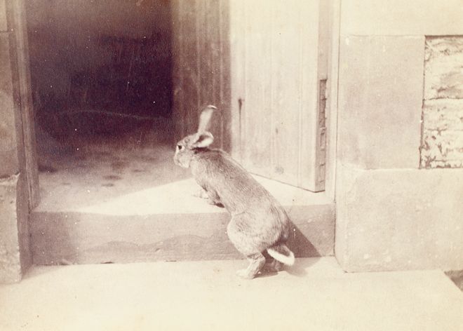 揭秘爆款畅销书《比得兔的世界》创作者19世纪独立女性代表独家限量新书礼盒！(图18)