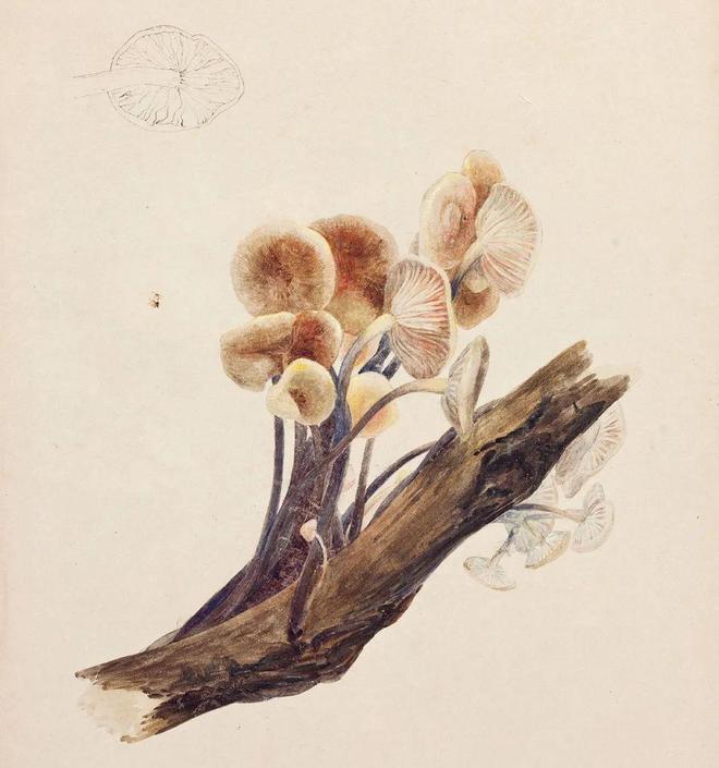 揭秘爆款畅销书《比得兔的世界》创作者19世纪独立女性代表独家限量新书礼盒！(图20)