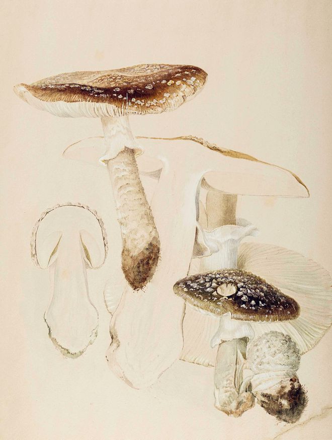 揭秘爆款畅销书《比得兔的世界》创作者19世纪独立女性代表独家限量新书礼盒！(图21)